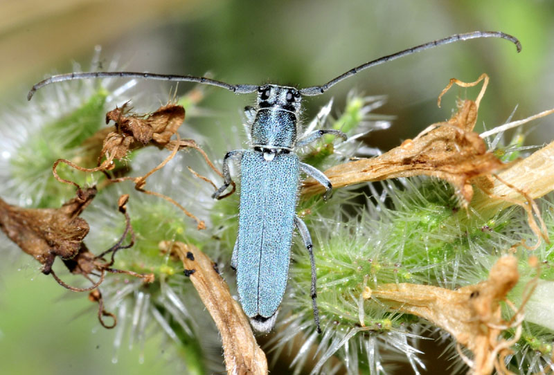 Cerambidae dalla Grecia 5:  Phytoecia coerulescens